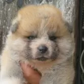 秋田犬