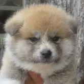 秋田犬