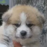 秋田犬