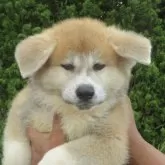 秋田犬