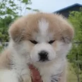 秋田犬【香川県・女の子・2025年3月17日・赤】の写真1