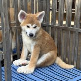 秋田犬
