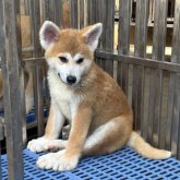 秋田犬