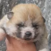 秋田犬