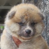秋田犬