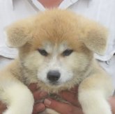 秋田犬