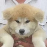秋田犬