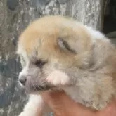 秋田犬【香川県・男の子・2025年5月14日・赤】の写真2