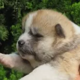 秋田犬【香川県・男の子・2025年5月7日・赤】の写真2