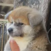 秋田犬【香川県・女の子・2025年5月15日・赤】の写真2