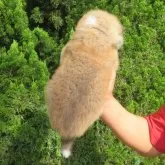 秋田犬【香川県・女の子・2025年4月25日・赤】の写真3