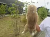 秋田犬【香川県・女の子・2025年3月17日・赤】の写真5