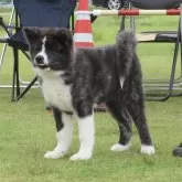 秋田犬【香川県・男の子・2025年1月17日・虎】の写真6