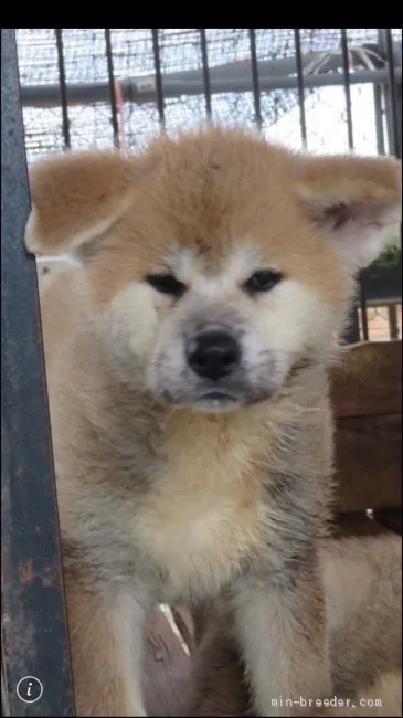 ID:1907-02733の子犬