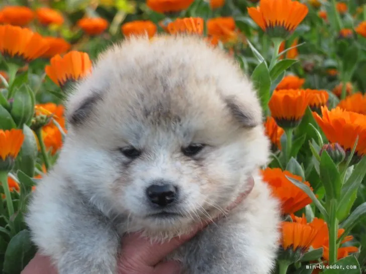 ID:2004-02454の子犬