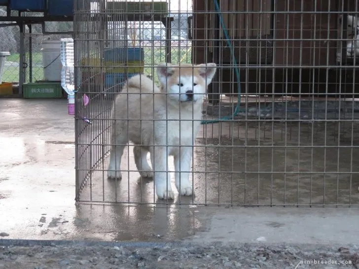 ID:1803-01179の子犬