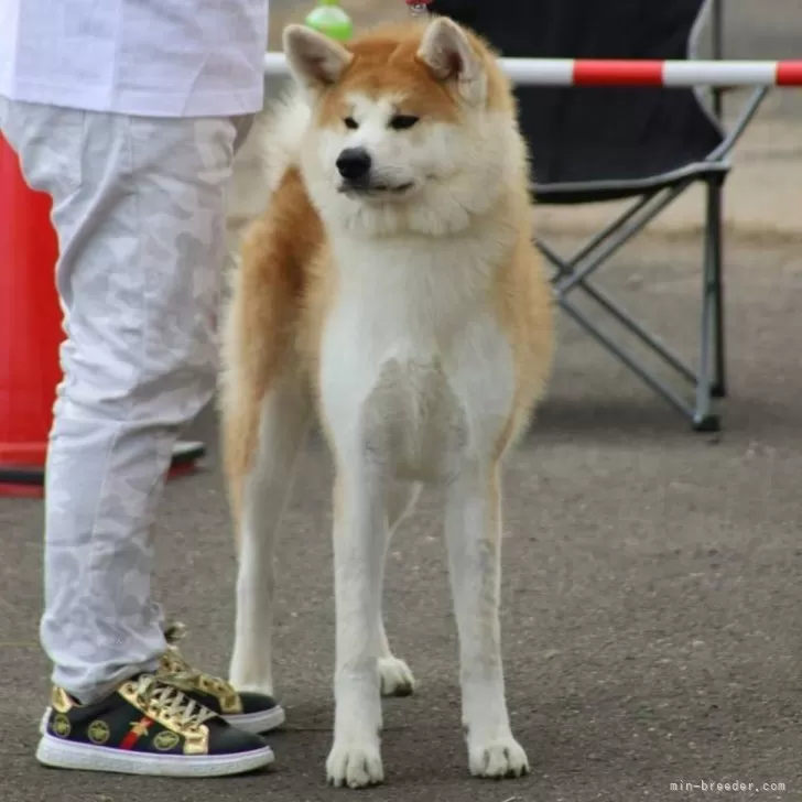ID:2409-07781の子犬