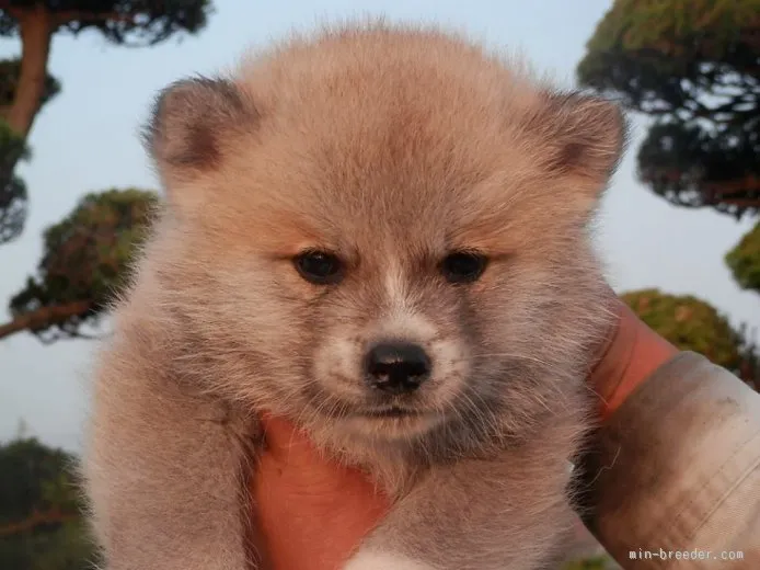 ID:1510-01606の子犬