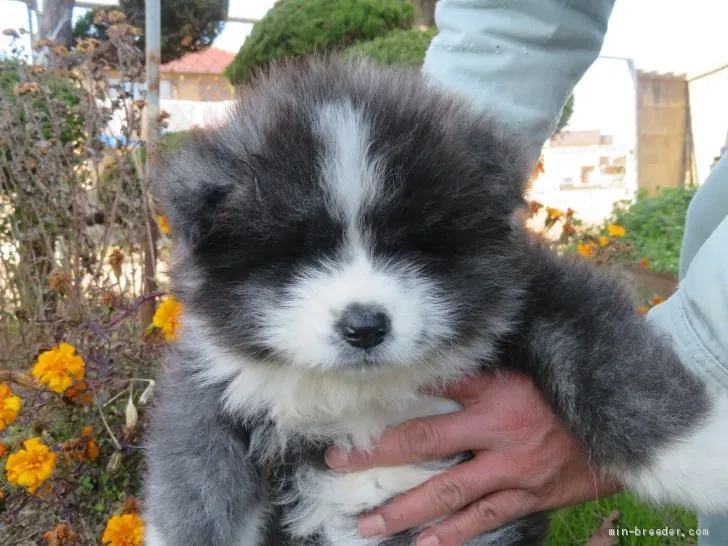 Y.S 様のお迎えした子犬