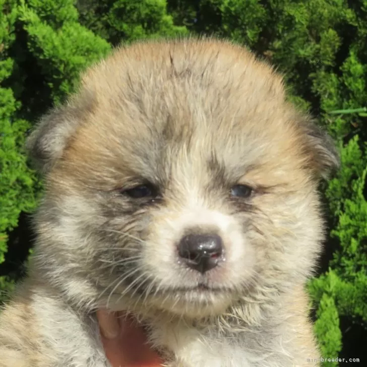 ID:2406-03854の子犬