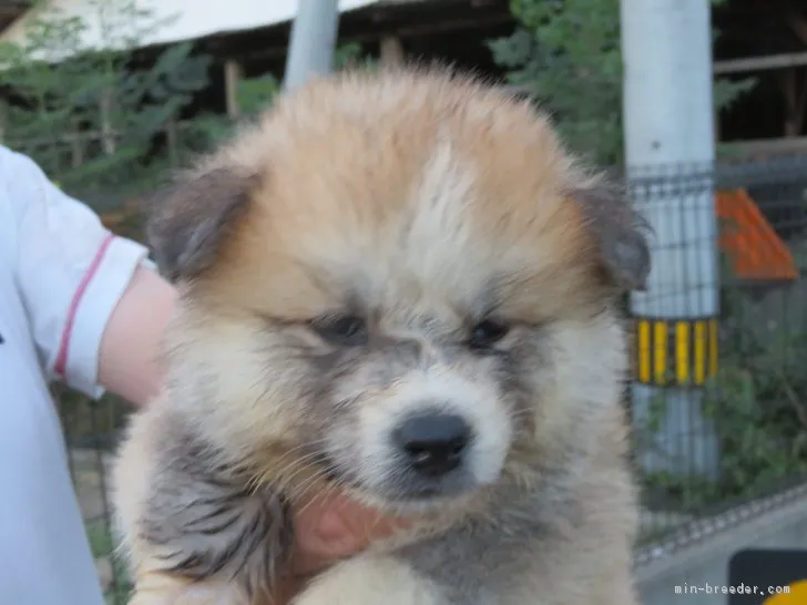 ID:1808-02145の子犬