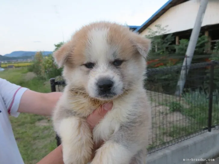 ID:1808-02143の子犬