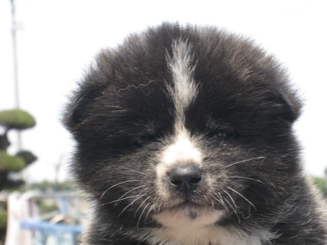 秋田犬 男の子 虎毛 ブリンドル 12 02 28生まれ 香川県 子犬id 14 みんなのブリーダー