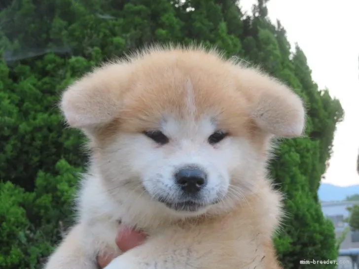ID:2203-03021の子犬