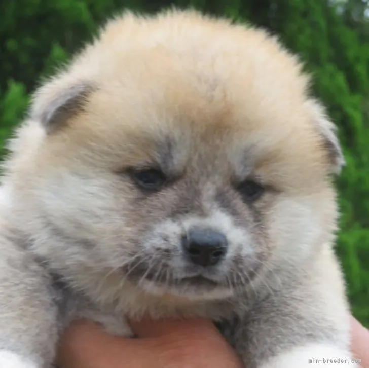 ID：2305-05126の子犬