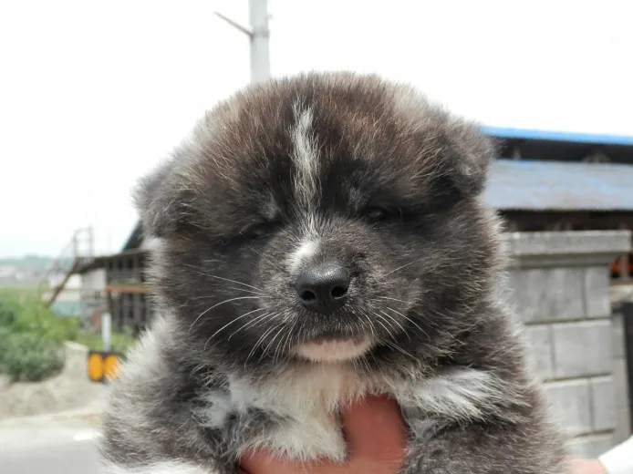 ID:1306-00168の子犬