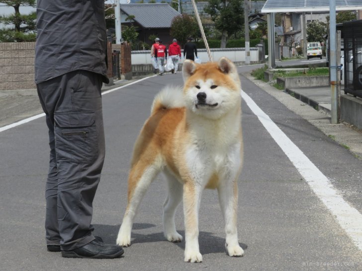 秋田犬【・男の子・2021年4月15日・赤】「1才頃撮影」