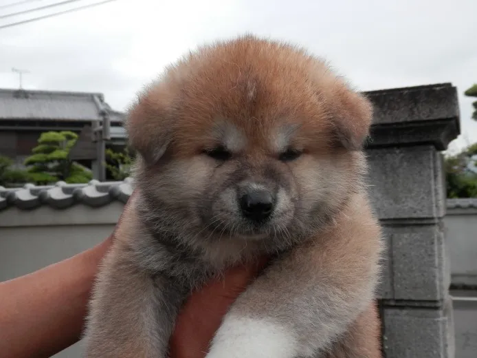 ID:1305-00939の子犬