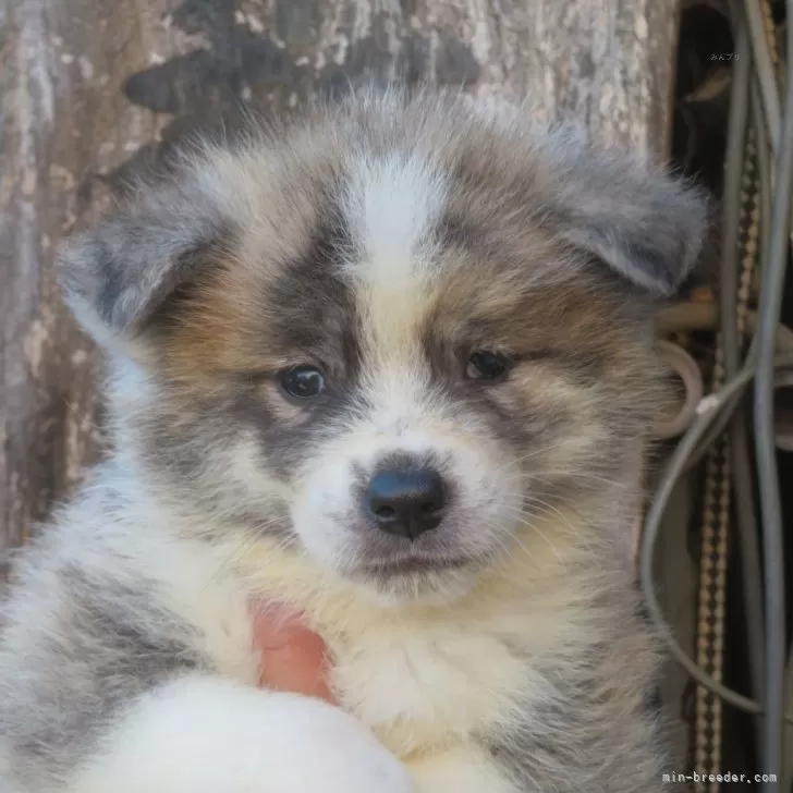 ID:2409-03971の子犬