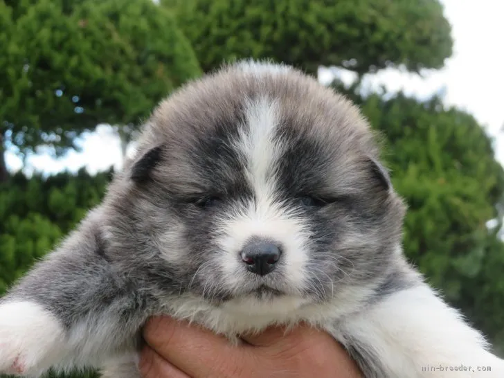 ID：2012-03165の子犬