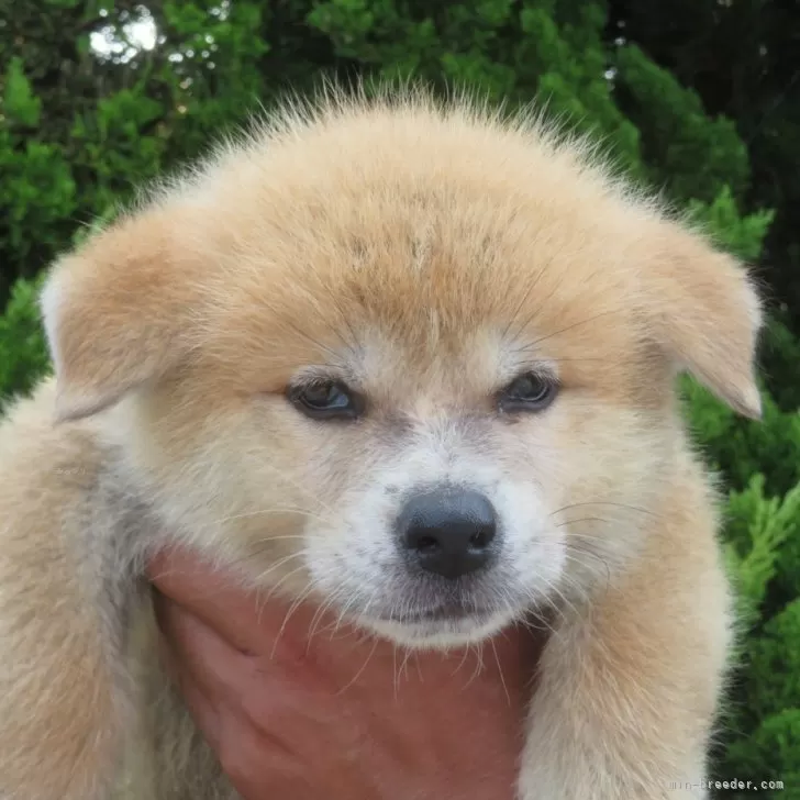 ID:2406-03753の子犬