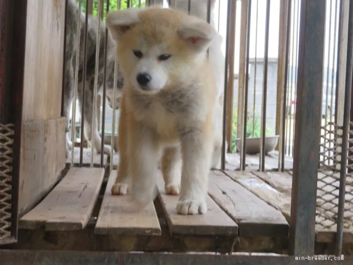 ID:2004-02831の子犬