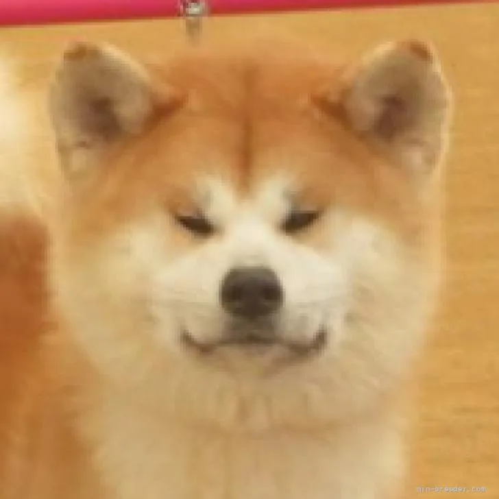 ID:2206-02499の子犬