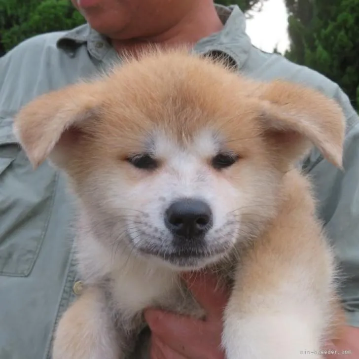 むーこ 様のお迎えした子犬