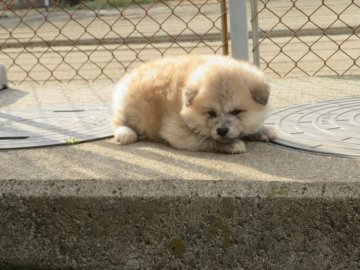 秋田犬【香川県・女の子・2022年1月4日・赤(長毛)】の写真「わさお君タイプの女の子」