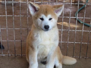 秋田犬【香川県・男の子・2021年8月1日・赤】の写真「愛嬌一杯の男の子」