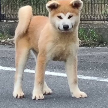 秋田犬【香川県・女の子・2023年5月17日・赤】の写真「🌸展覧会用の女の子です🌸」