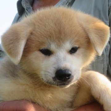 秋田犬【香川県・女の子・2023年5月17日・赤】の写真「🌸首の白毛がチャームポイント🌸」