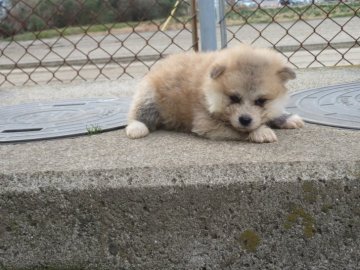 秋田犬【香川県・女の子・2022年1月4日・赤(長毛)】の写真「わさお君タイプの女の子」