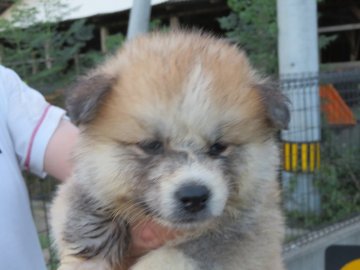 秋田犬【香川県・女の子・2018年7月16日・赤(長毛)】の写真「長毛（わさお君タイプ）の女の子」