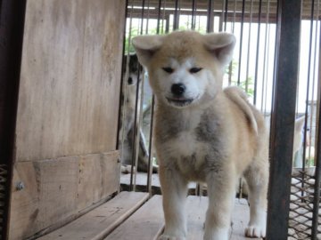 秋田犬【香川県・女の子・2020年3月22日・赤】の写真「小柄で可愛い女の子」