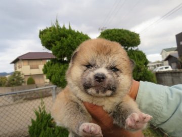 秋田犬【香川県・男の子・2020年12月2日・赤】の写真「コロコロ可愛い男の子」