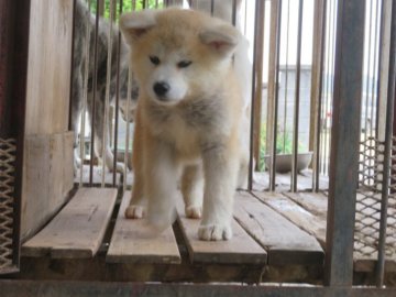 秋田犬【香川県・女の子・2020年3月22日・赤】の写真「ふっくら可愛い女の子」