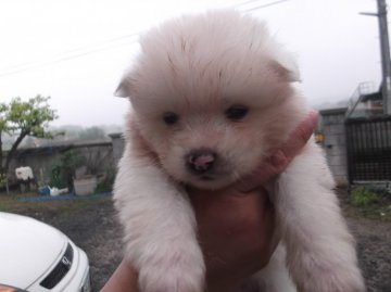 秋田犬【香川県・男の子・2013年4月11日・白(長毛)】の写真「」