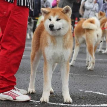 秋田犬【香川県・女の子・2022年3月16日・赤】の写真「大人しい性格の女の子」