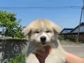 秋田犬【香川県・女の子・2019年3月19日・赤】の写真1「令和元年５月１１日撮影」